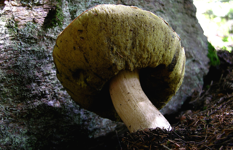Funghi in primopiano...